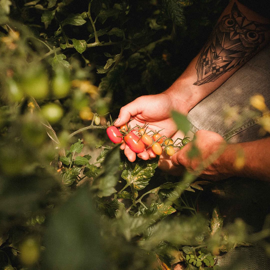 8,6 ha en maraîchage Bio - Fruits et légumes - Maraîchage en Ille-et-Vilaine | Hectarea - 1