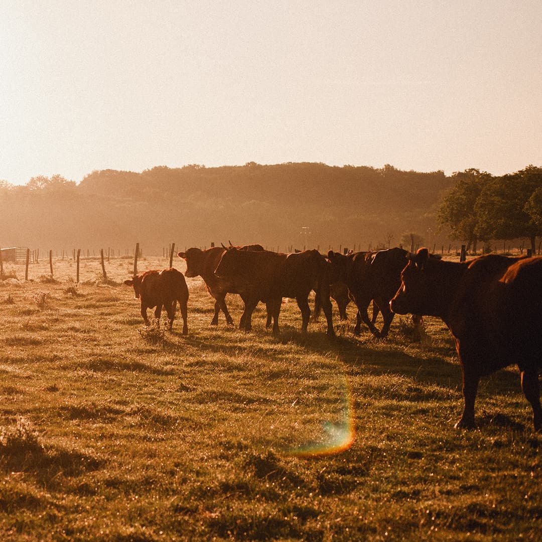 16,7 ha en élevage de Rouge-des-Prés - Boucherie traditionnelle - Élevage en Normandie | Hectarea - 2