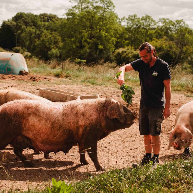 29,6 ha en élevage de Porc Blanc de l’Ouest Bio - Élevage en Finistère | Hectarea - 1