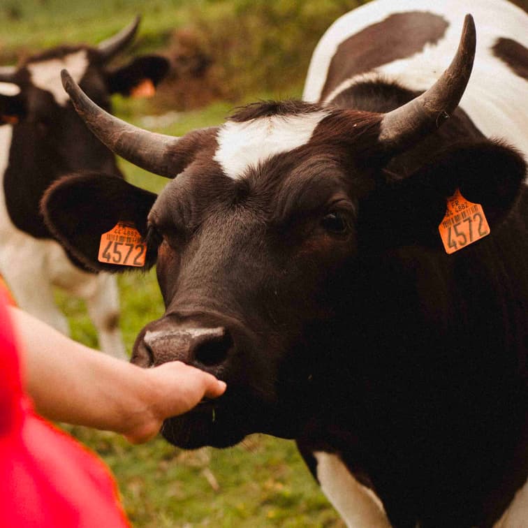 29,6 ha en élevage de Porc Blanc de l’Ouest Bio - Élevage en Finistère | Hectarea - 2