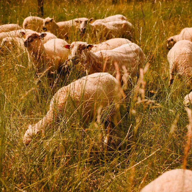29,6 ha en élevage de Porc Blanc de l’Ouest Bio - Élevage en Finistère | Hectarea - 3