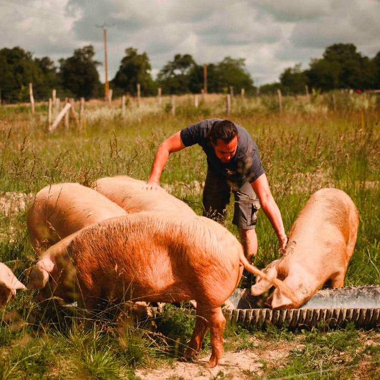 29,6 ha en élevage de Porc Blanc de l’Ouest Bio - Élevage en Finistère | Hectarea - 6