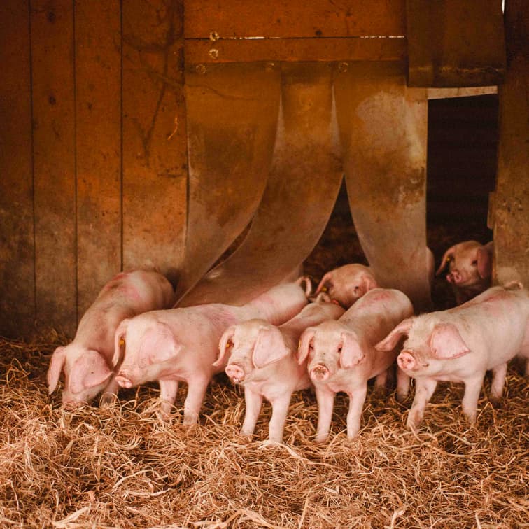 29,6 ha en élevage de Porc Blanc de l’Ouest Bio - Élevage en Finistère | Hectarea - 8