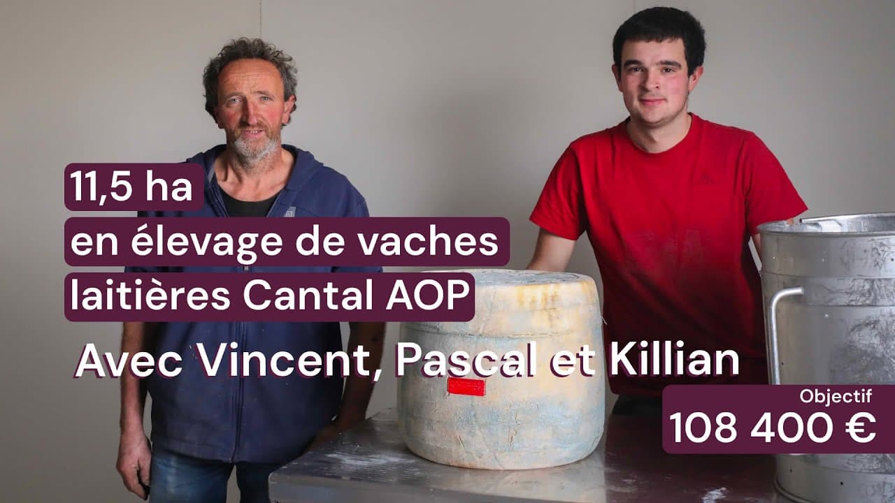 Vidéo - 11,5 ha en élevage de vaches laitières - Cantal AOP - Élevage en Auvergne-Rhône-Alpes | Hectarea
