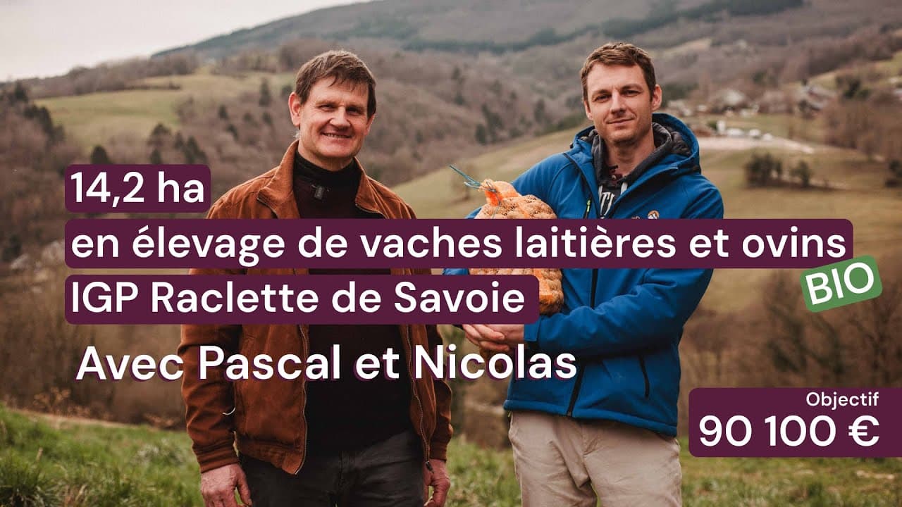 Vidéo - 14,2 ha en élevage de vaches laitières et ovins Bio - IGP Raclette - Élevage en Auvergne-Rhône-Alpes | Hectarea