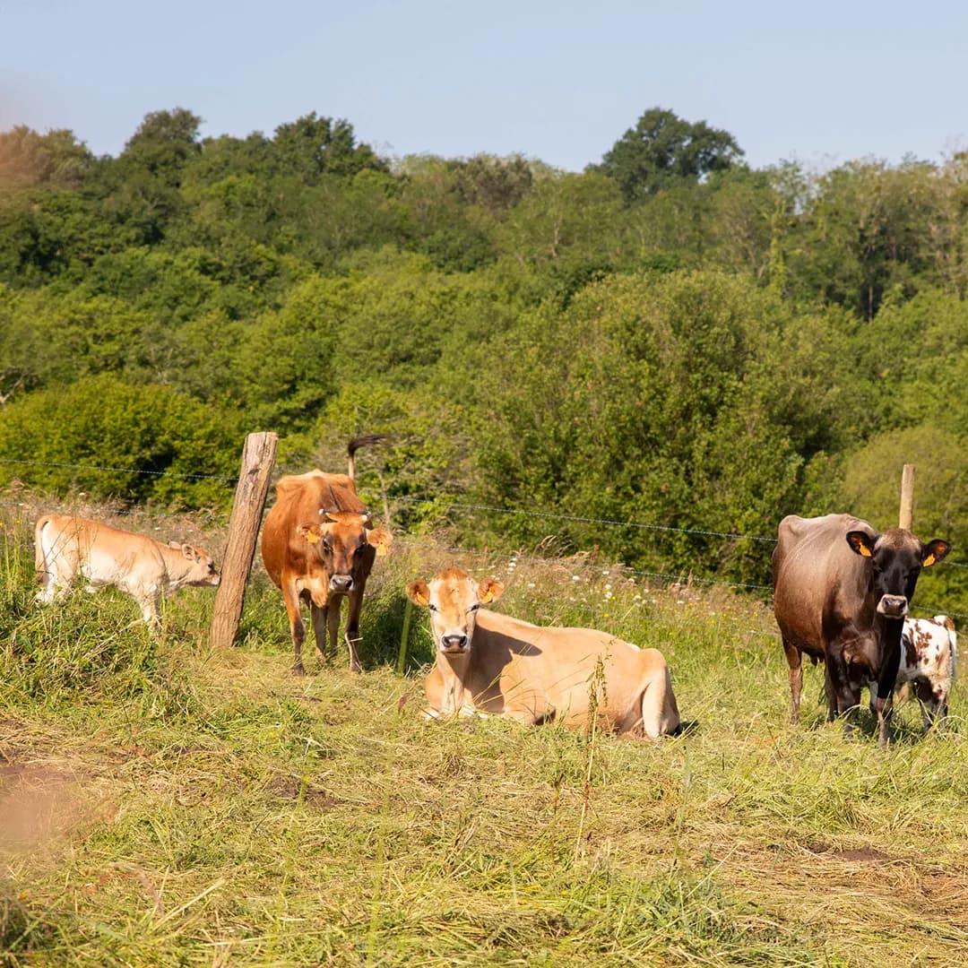 13,6 ha en élevage de vaches laitières - Yaourts fermiers - Élevage en Nouvelle-Aquitaine | Hectarea - 9