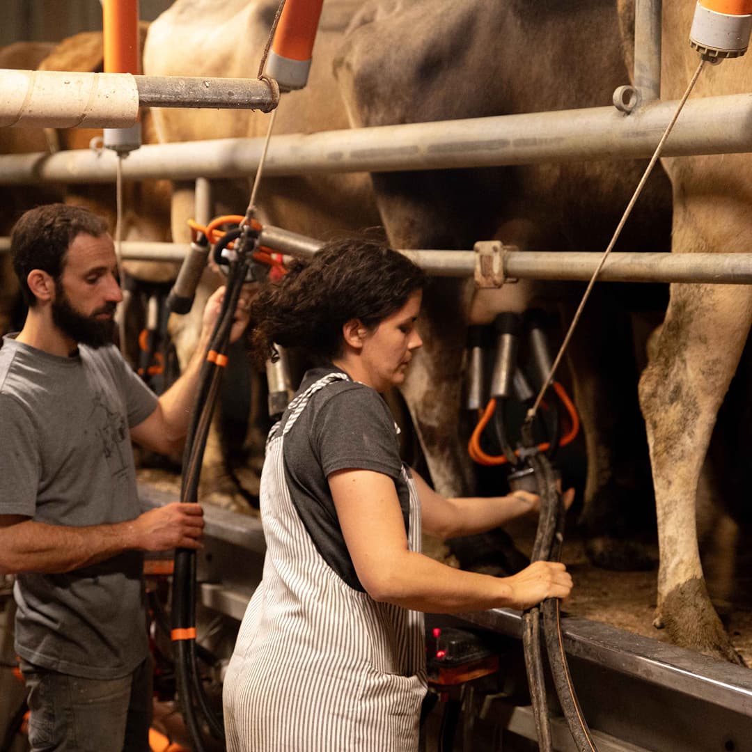 13,6 ha en élevage de vaches laitières - Yaourts fermiers - Élevage en Nouvelle-Aquitaine | Hectarea - 3