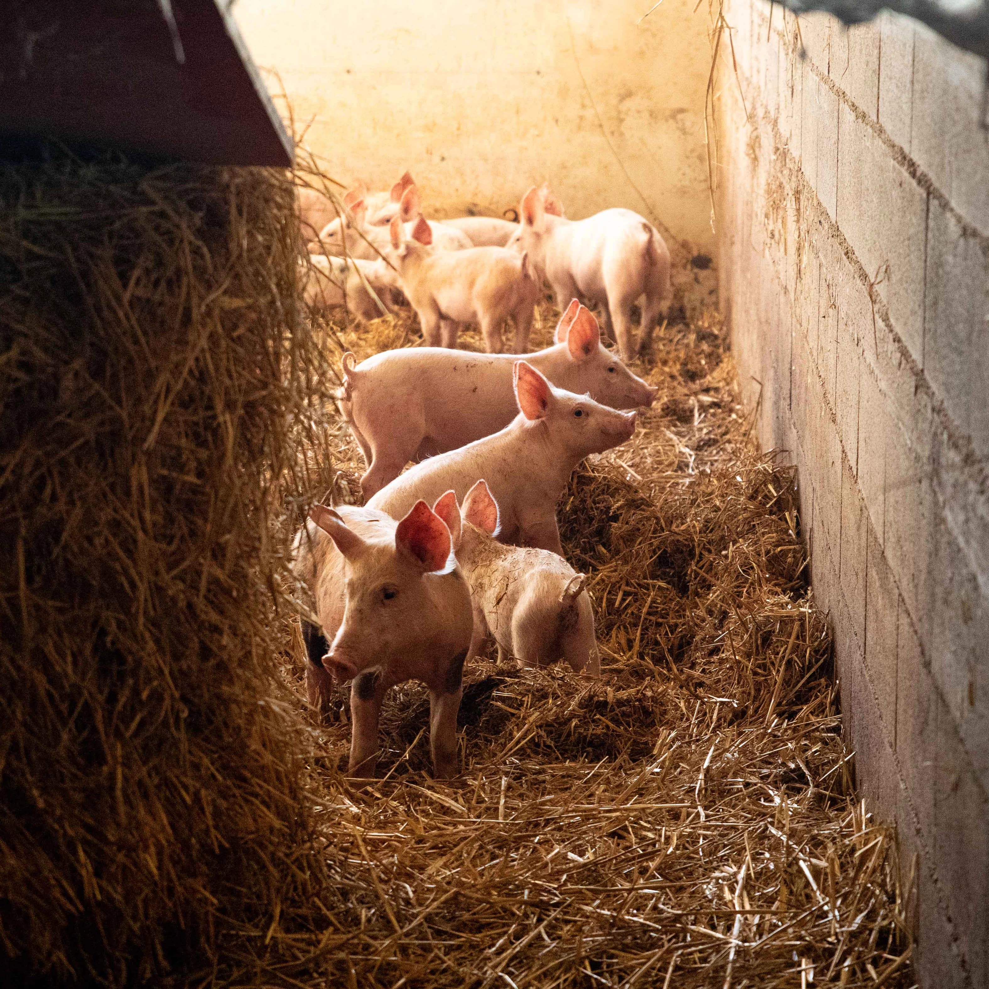 16,3 ha en élevage de cochons Bio et vaches Parthenaises - Élevage en Occitanie | Hectarea - 3