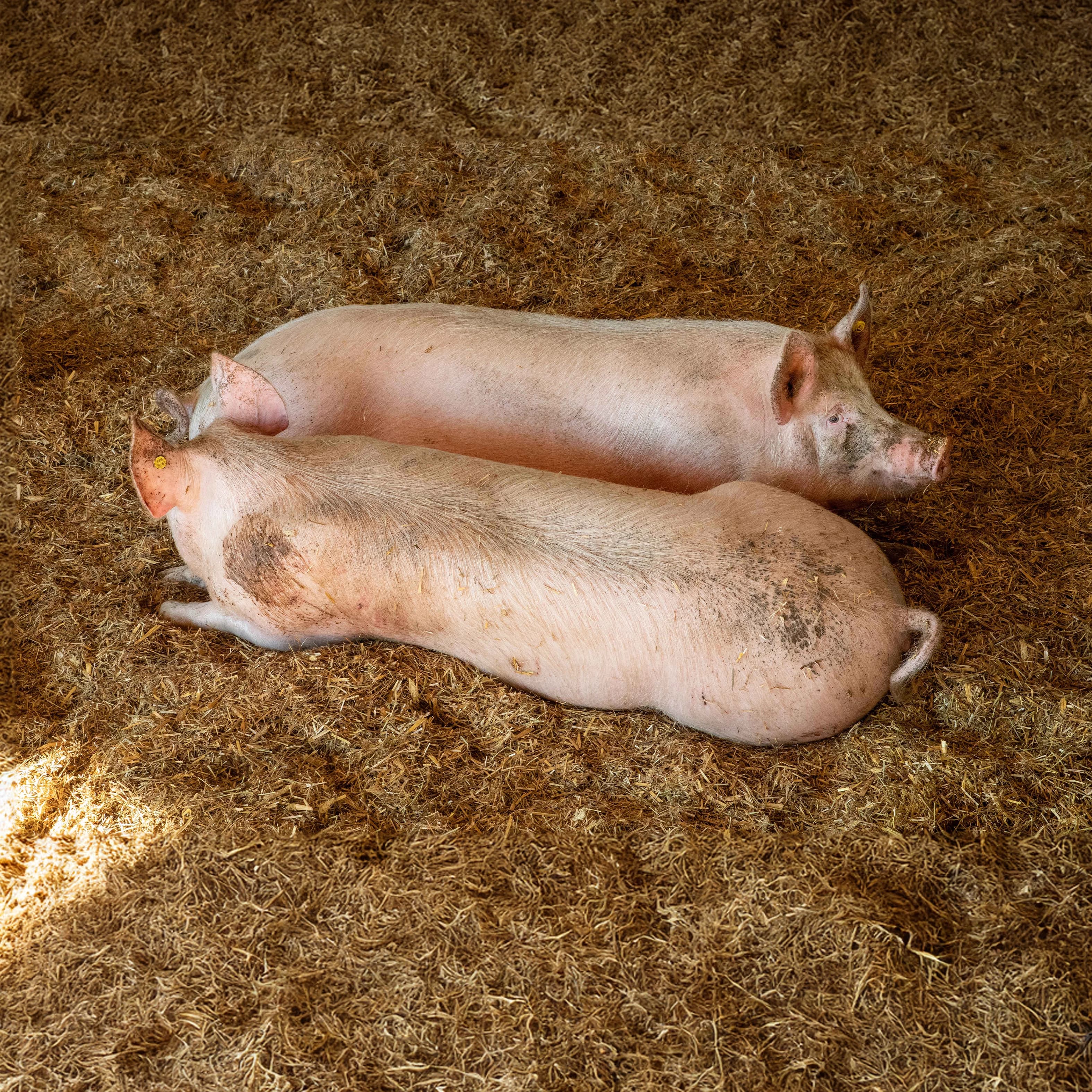 16,3 ha en élevage de cochons Bio et vaches Parthenaises - Élevage en Occitanie | Hectarea - 4