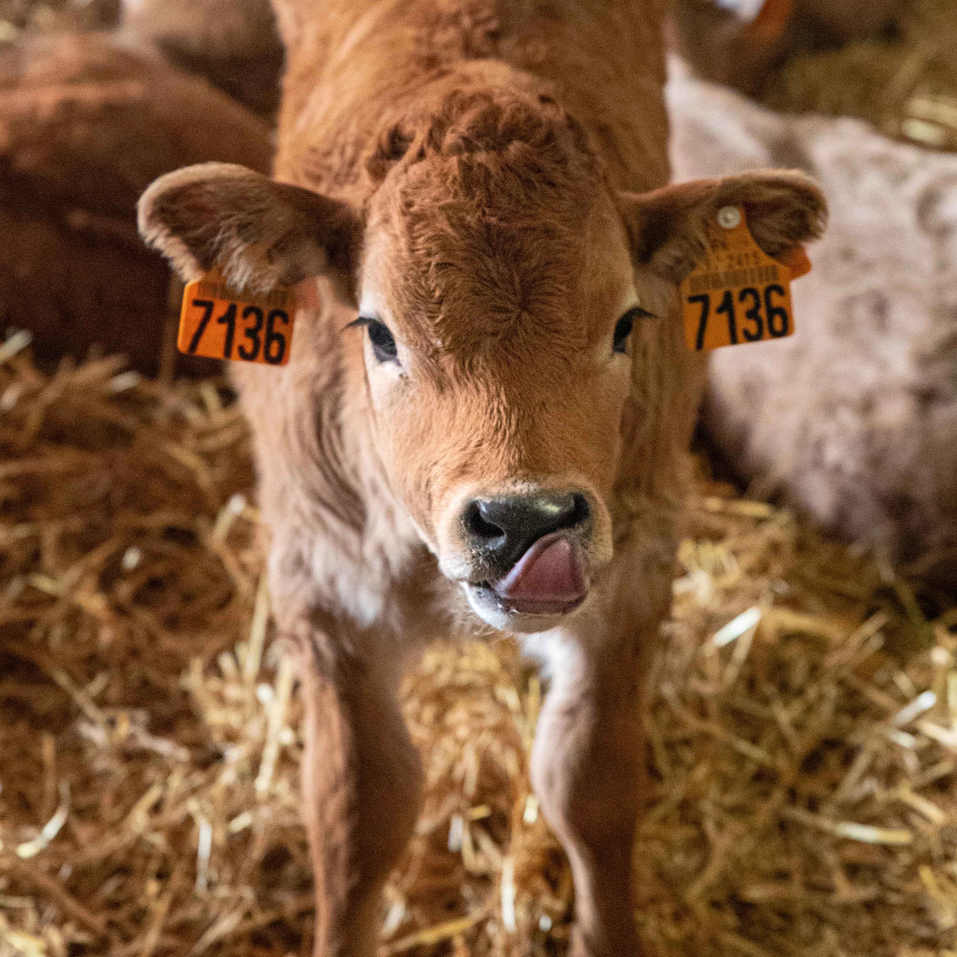 16,3 ha en élevage de cochons Bio et vaches Parthenaises - Élevage en Occitanie | Hectarea - 6