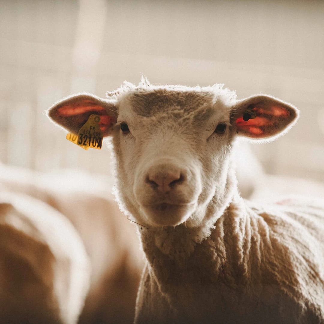 14,2 ha en élevage de vaches laitières et ovins Bio - IGP Raclette - Élevage en Auvergne-Rhône-Alpes | Hectarea - 9