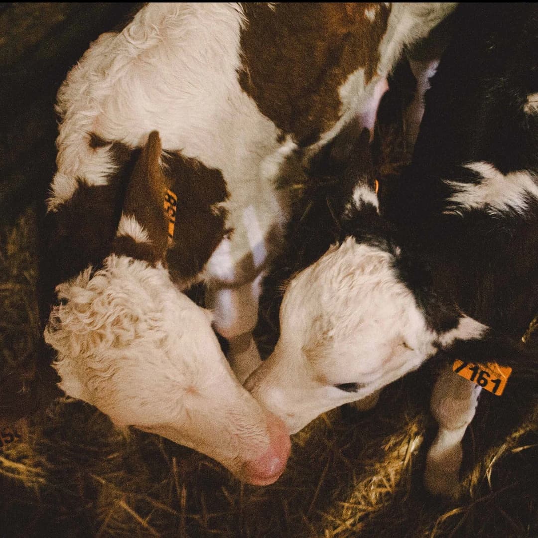 14,2 ha en élevage de vaches laitières et ovins Bio - IGP Raclette - Élevage en Auvergne-Rhône-Alpes | Hectarea - 4