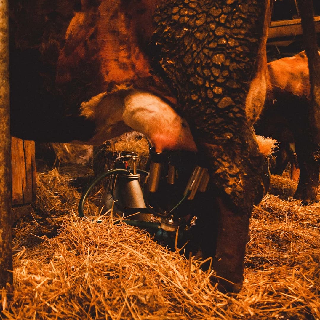 14,2 ha en élevage de vaches laitières et ovins Bio - IGP Raclette - Élevage en Auvergne-Rhône-Alpes | Hectarea - 6