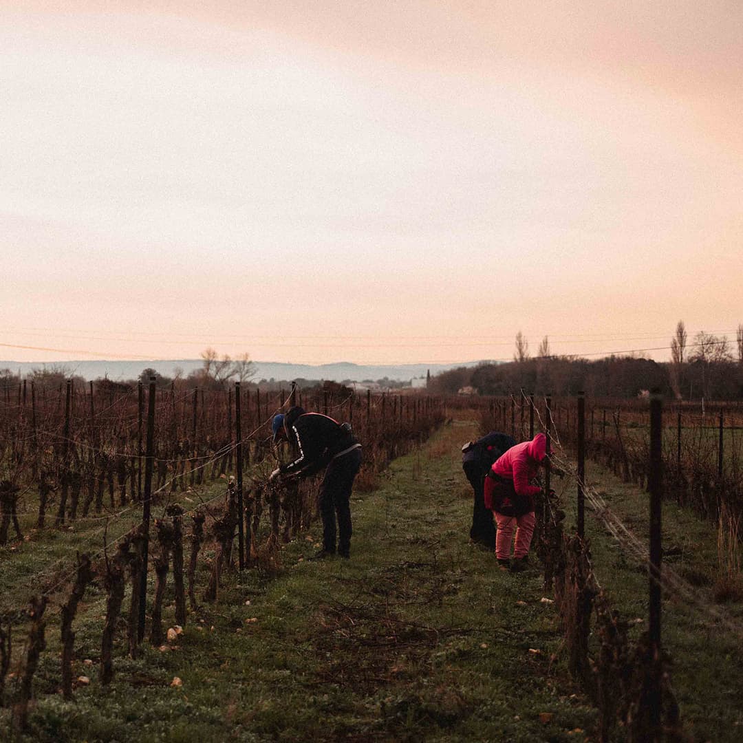 5,2 ha en vignes Bio - IGP Cévennes et AOC Duché d’Uzès - Viticulture en Occitanie | Hectarea - 3