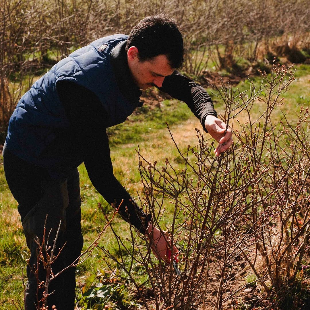4,8 ha en arboriculture Bio - Myrtilles de culture - 3