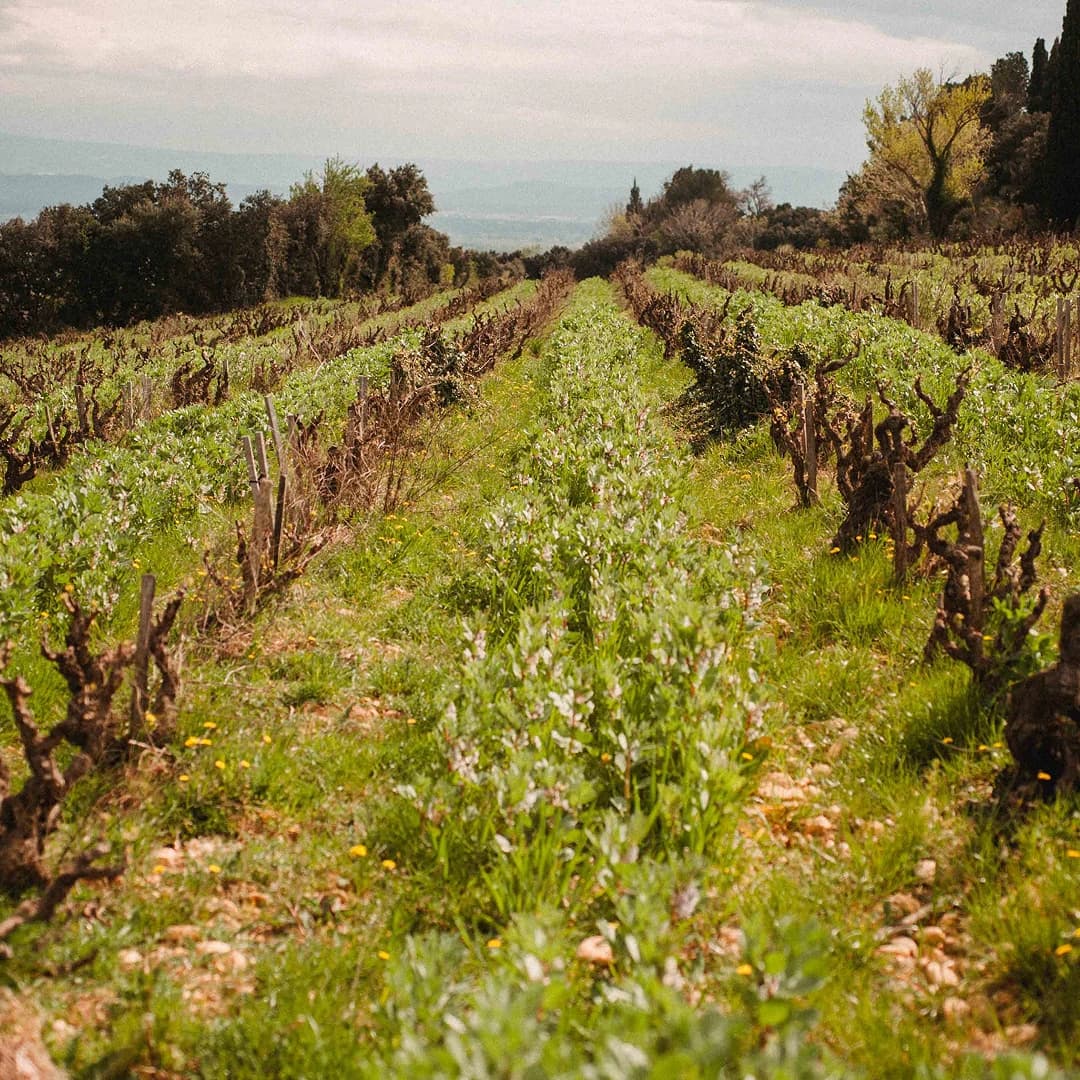 32 ares en vignes Bio - AOC Châteauneuf-du-Pape - Viticulture en PACA | Hectarea - 1