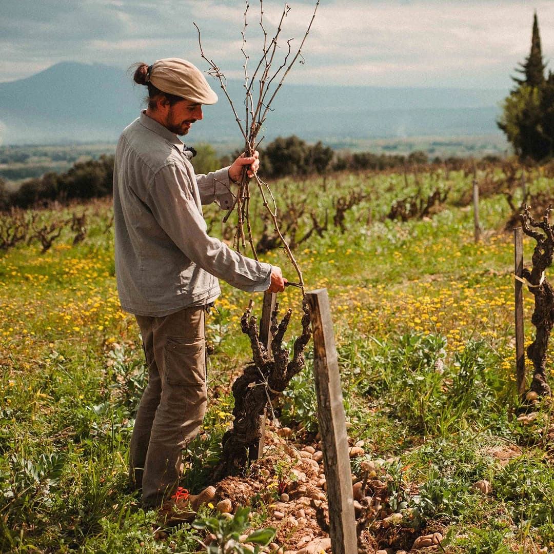 32 ares en vignes Bio - AOC Châteauneuf-du-Pape - Viticulture en PACA | Hectarea - 2
