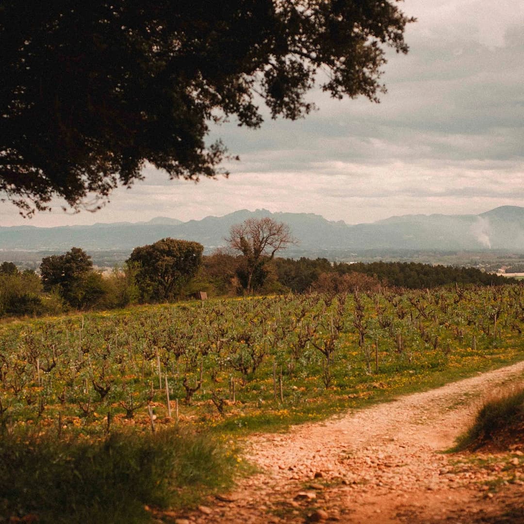 32 ares en vignes Bio - AOC Châteauneuf-du-Pape - Viticulture en PACA | Hectarea - 8