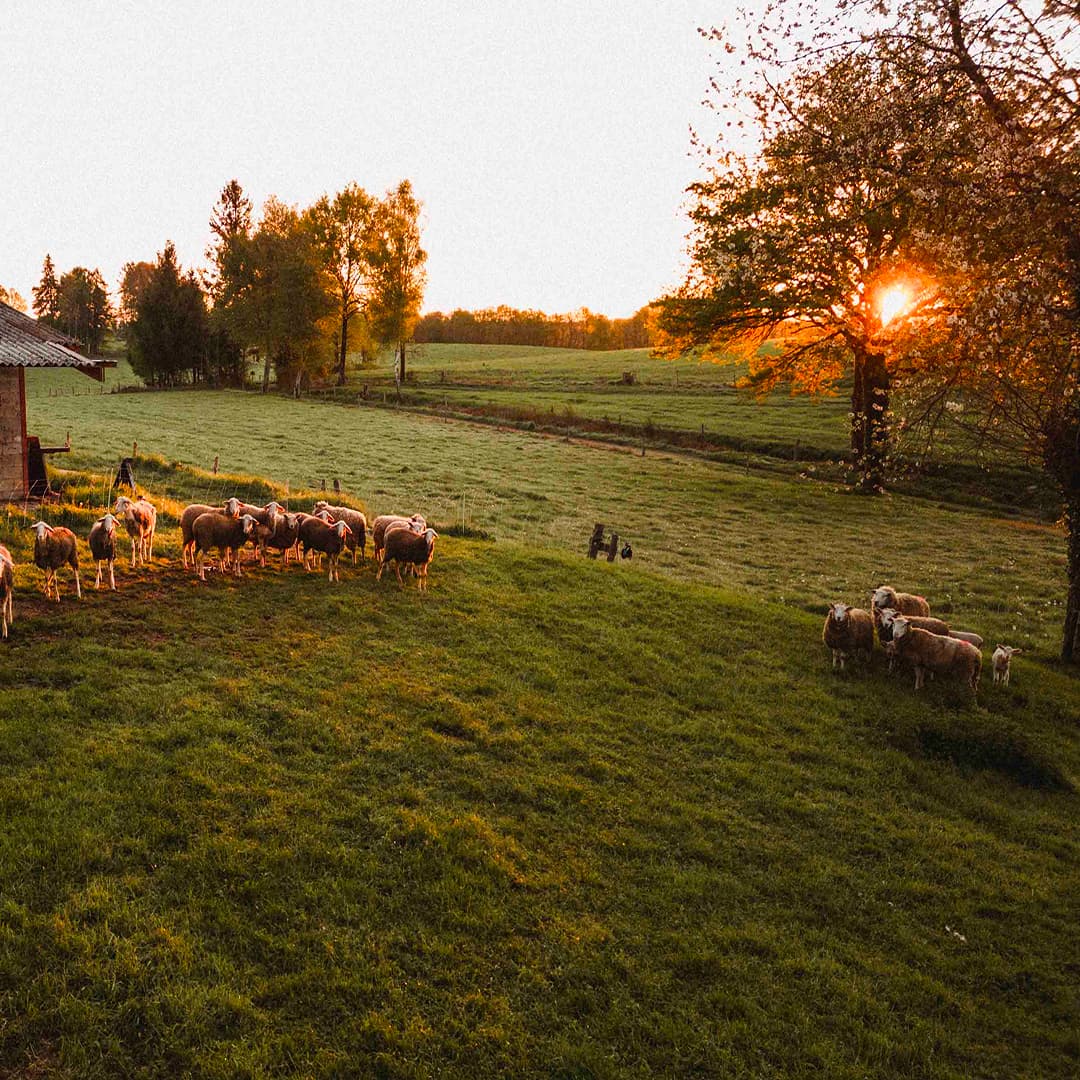 17,4 ha en élevage de brebis laitières - Tome de brebis - Élevage en Auvergne-Rhône-Alpes | Hectarea - 1