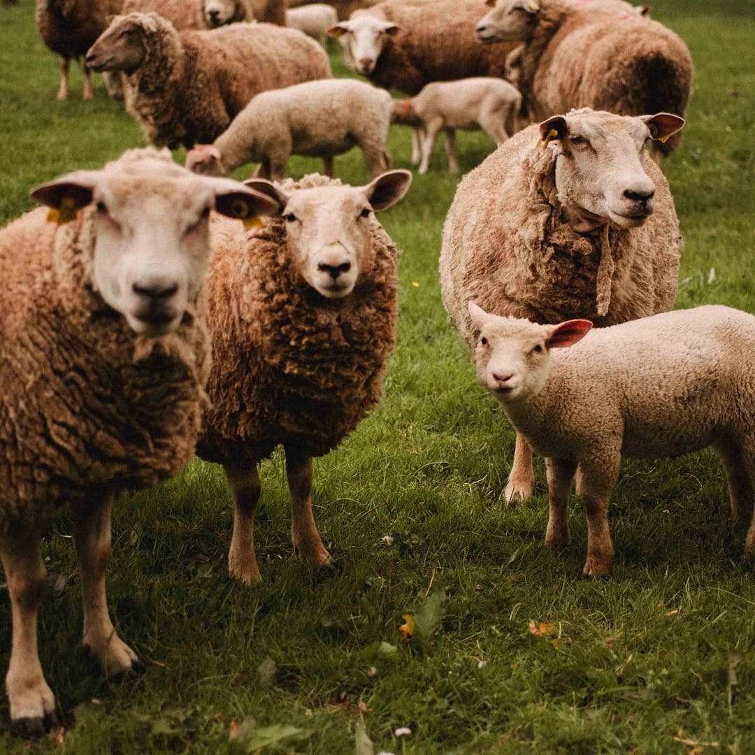 17,4 ha en élevage de brebis laitières - Tome de brebis - Élevage en Auvergne-Rhône-Alpes | Hectarea - 6