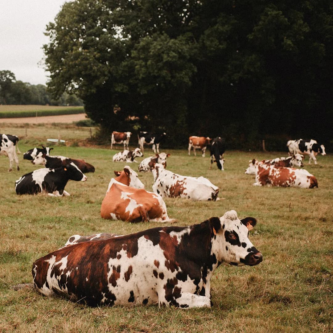 17 ha en élevage de vaches Holstein - Lait et céréales Bio - Céréales et Élevage en Pays de la Loire | Hectarea - 1