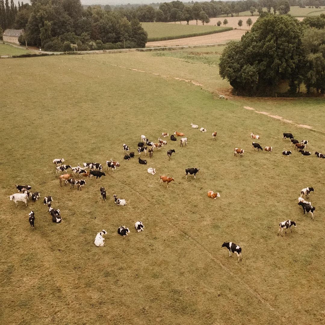 17 ha en élevage de vaches Holstein - Lait et céréales Bio - Céréales et Élevage en Pays de la Loire | Hectarea - 6