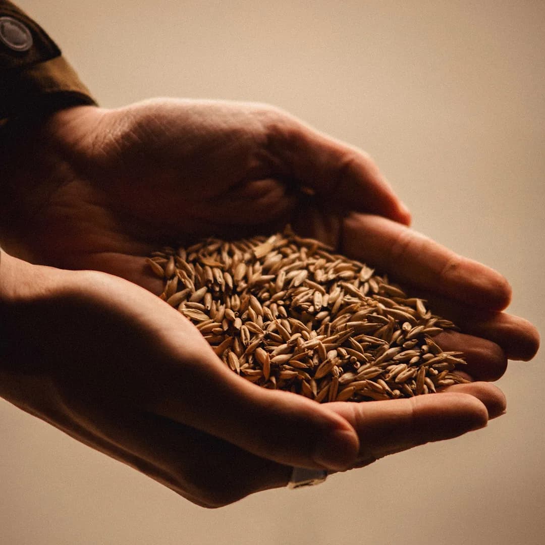 16,7 ha en céréales - Farines et pâtes Bio - Céréales en Bretagne | Hectarea - 2