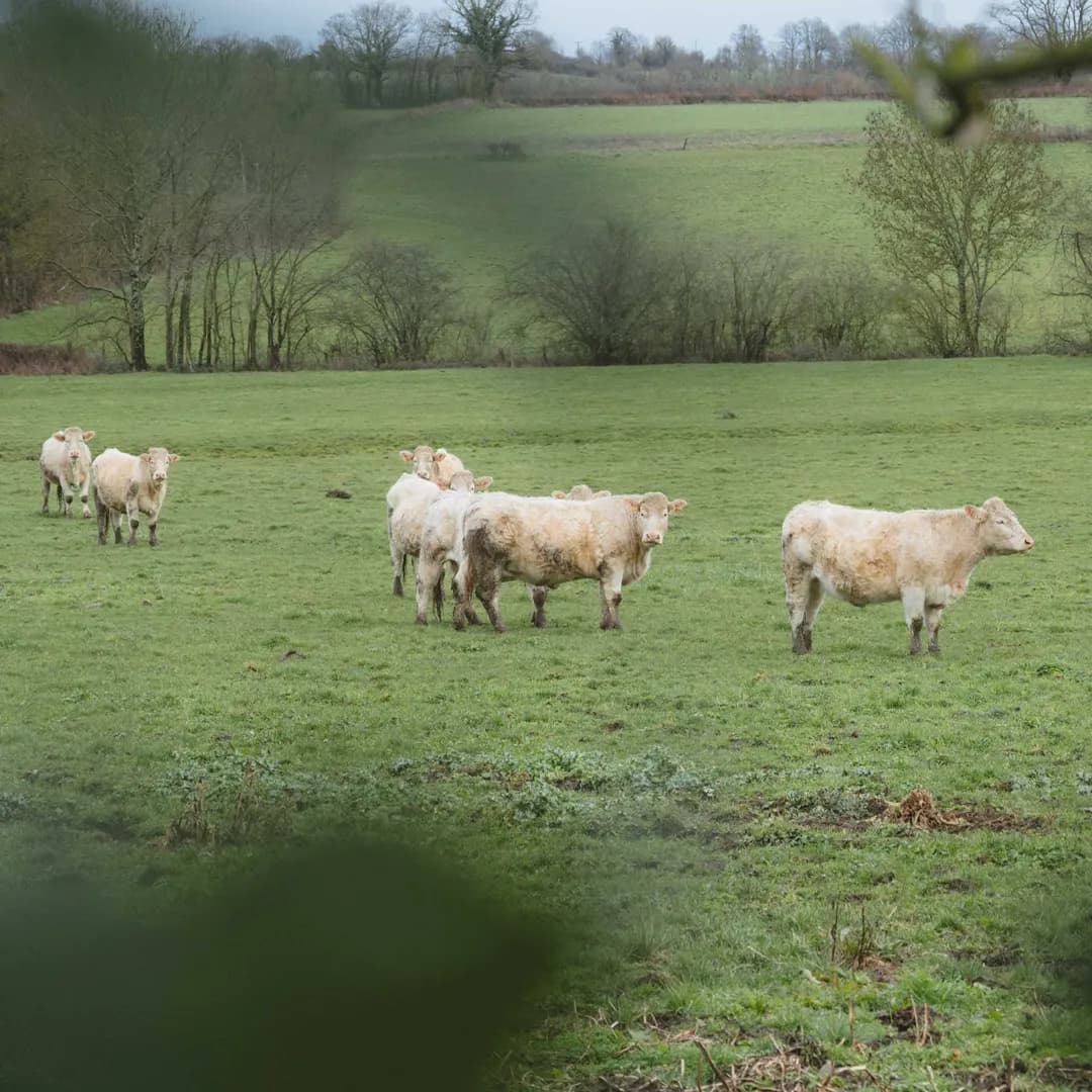 26,3 ha en polyculture et élevage de Charolaises Bio - Céréales et Élevage en Centre-Val de Loire | Hectarea - 4