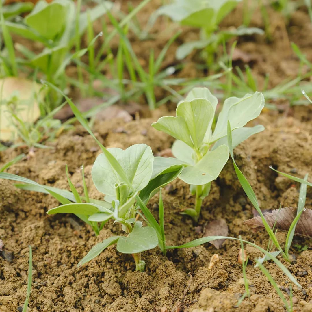 26,3 ha en polyculture et élevage de Charolaises Bio - Céréales et Élevage en Centre-Val de Loire | Hectarea - 6