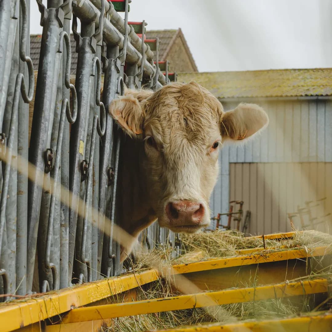 26,3 ha en polyculture et élevage de Charolaises Bio - Céréales et Élevage en Centre-Val de Loire | Hectarea - 7