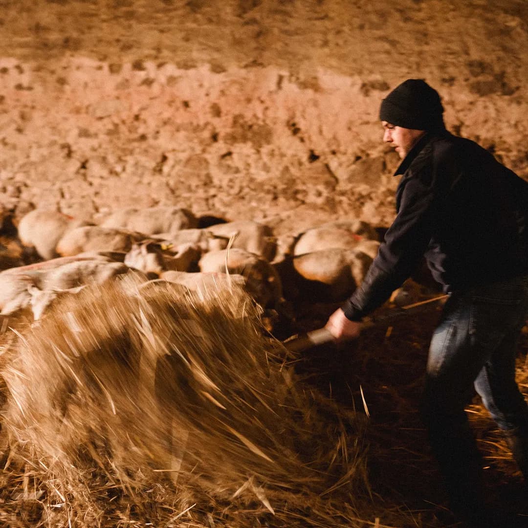 62,5 ha en élevage de Limousines et ovins Bio - Élevage en Nouvelle-Aquitaine | Hectarea - 3