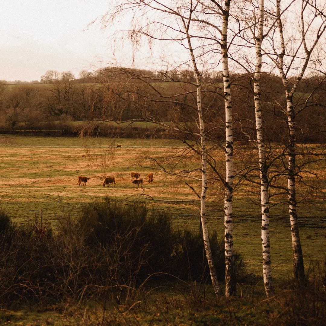 62,5 ha en élevage de Limousines et ovins Bio - Élevage en Nouvelle-Aquitaine | Hectarea - 4