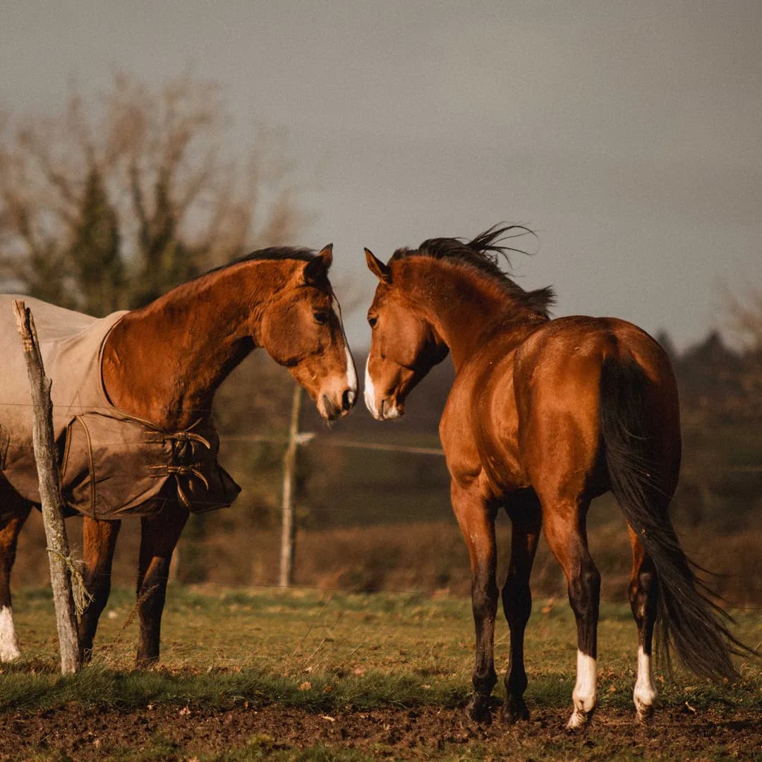 62,5 ha en élevage de Limousines et ovins Bio - Élevage en Nouvelle-Aquitaine | Hectarea - 5