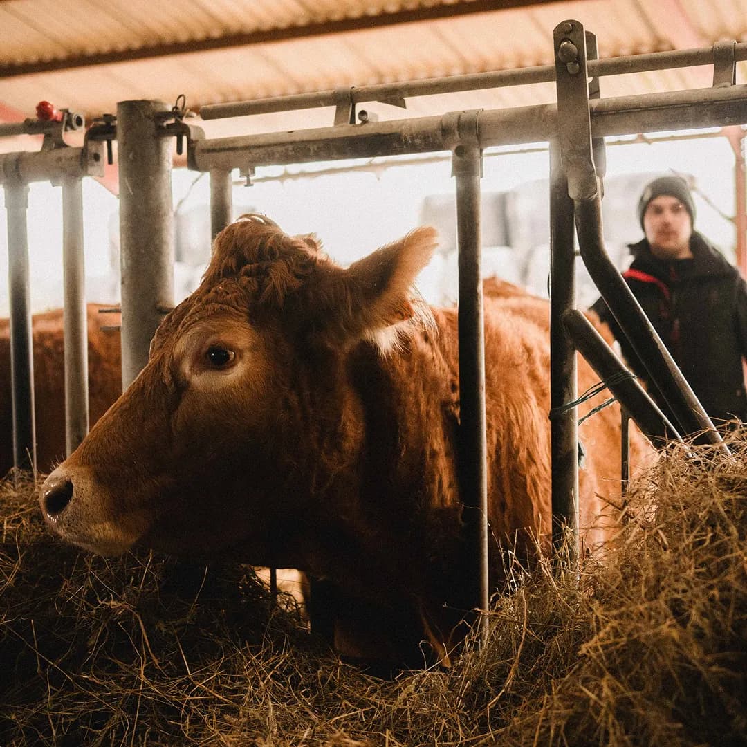 62,5 ha en élevage de Limousines et ovins Bio - Élevage en Nouvelle-Aquitaine | Hectarea - 6