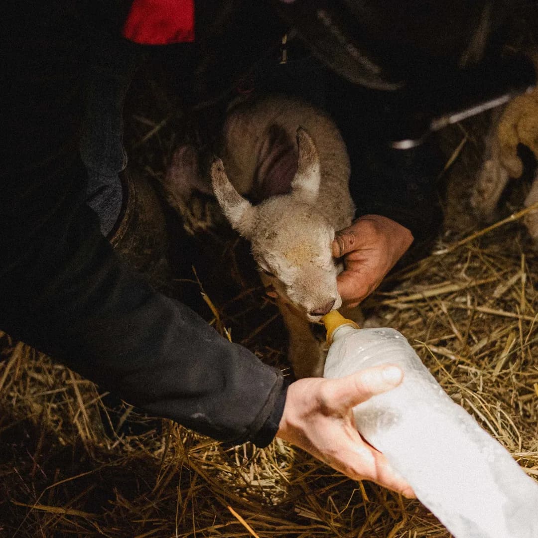 62,5 ha en élevage de Limousines et ovins Bio - Élevage en Nouvelle-Aquitaine | Hectarea - 7