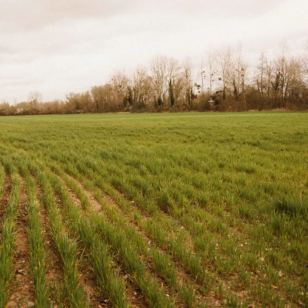 29,8 ha en élevage de chèvres Bio - Pyramide et Tomme - Élevage en Centre-Val de Loire | Hectarea - 3