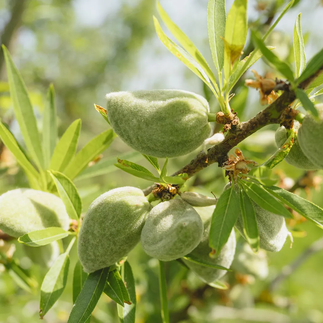 9,14 ha en arboriculture - Noisettes et amandes Bio - Arboriculture en Nouvelle-Aquitaine | Hectarea - 1