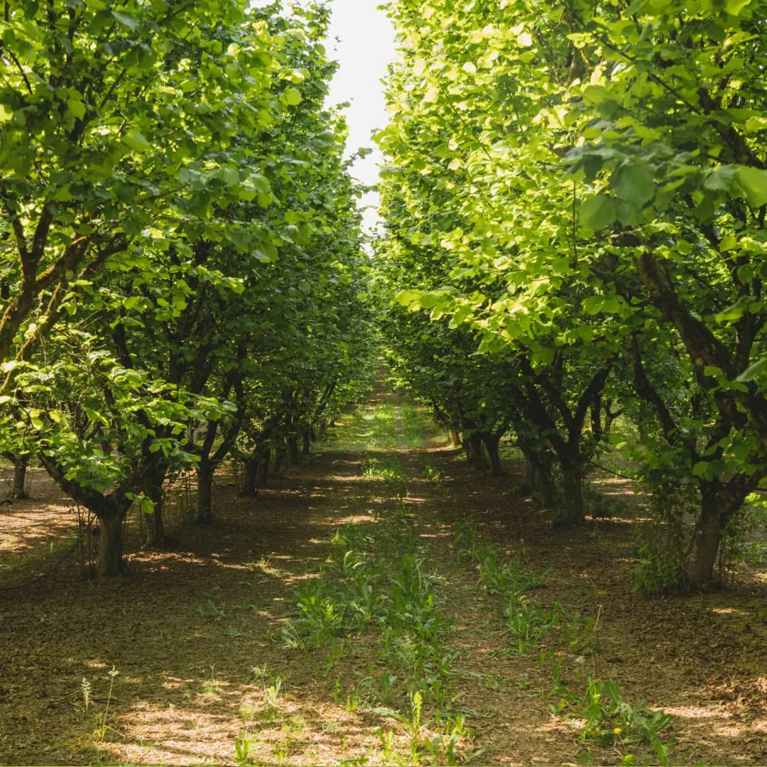 9,14 ha en arboriculture - Noisettes et amandes Bio - Arboriculture en Nouvelle-Aquitaine | Hectarea - 4