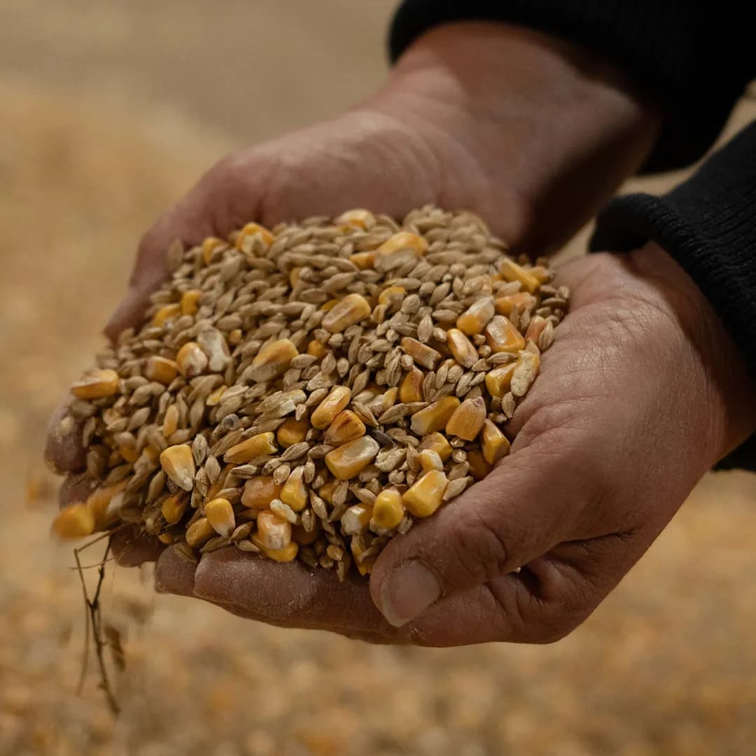 37,7 ha en élevage de chèvres laitières et brebis - Céréales et Élevage en Nouvelle-Aquitaine | Hectarea - 2