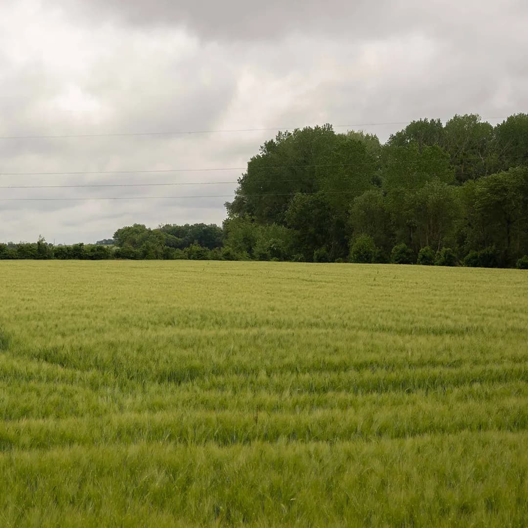 37,7 ha en élevage de chèvres laitières et brebis - Céréales et Élevage en Nouvelle-Aquitaine | Hectarea - 4