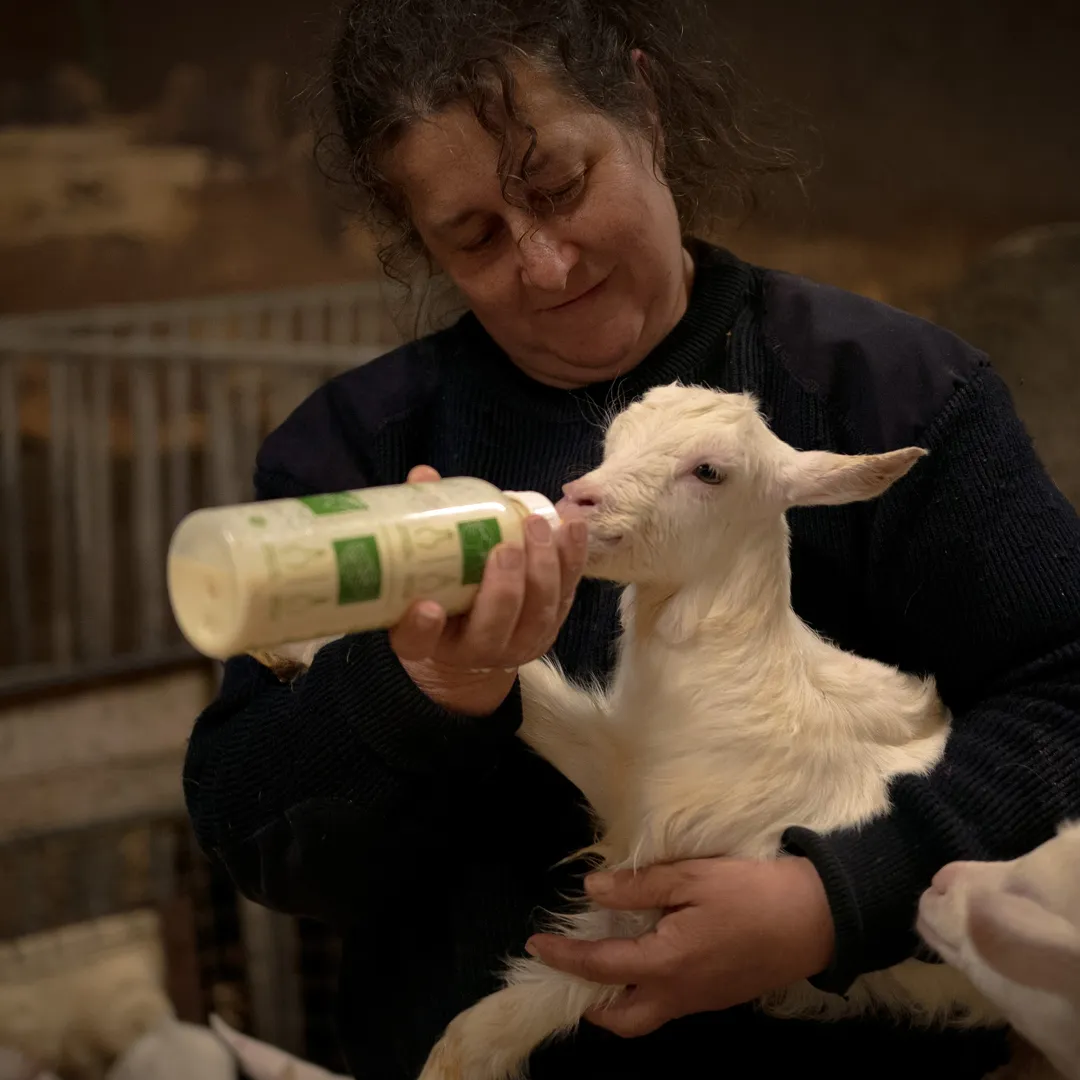 37,7 ha en élevage de chèvres laitières et brebis - Céréales et Élevage en Nouvelle-Aquitaine | Hectarea - 5