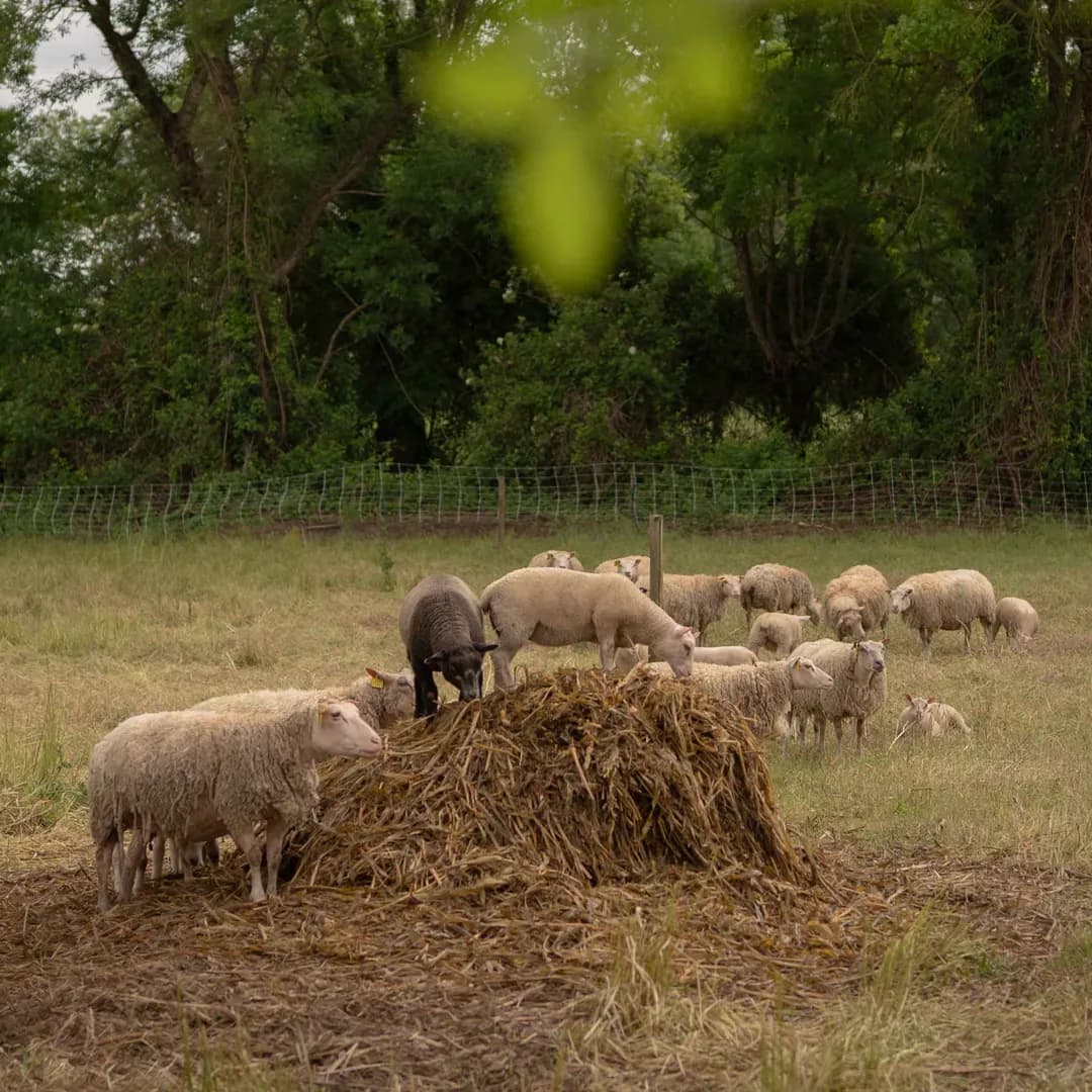 37,7 ha en élevage de chèvres laitières et brebis - Céréales et Élevage en Nouvelle-Aquitaine | Hectarea - 7