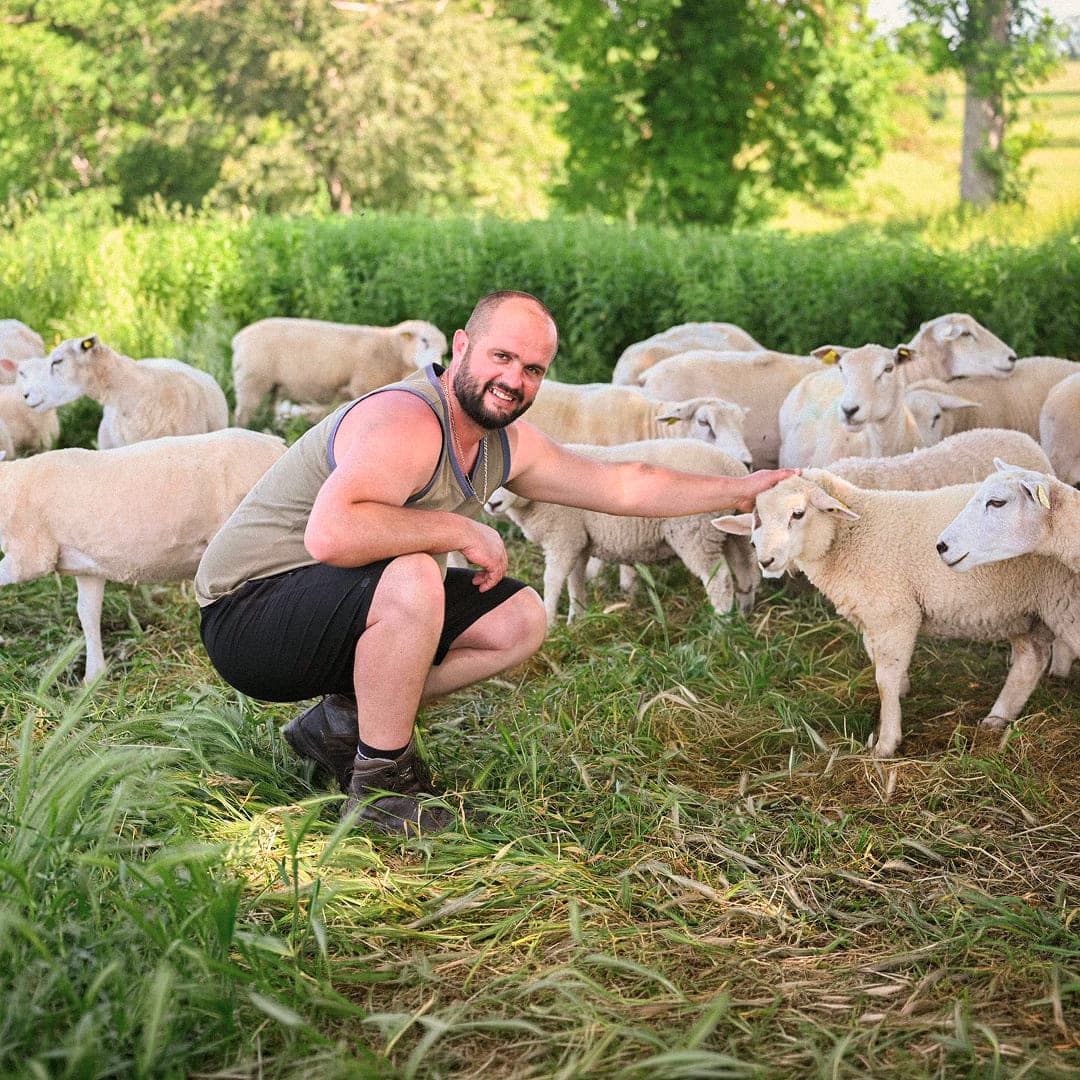 32,8 ha en élevage de brebis Texel - Agneaux labellisés