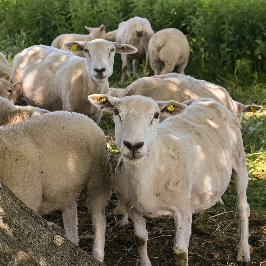 32,8 ha en élevage de brebis Texel - Agneaux labellisés - Élevage en Auvergne-Rhône-Alpes | Hectarea - 1