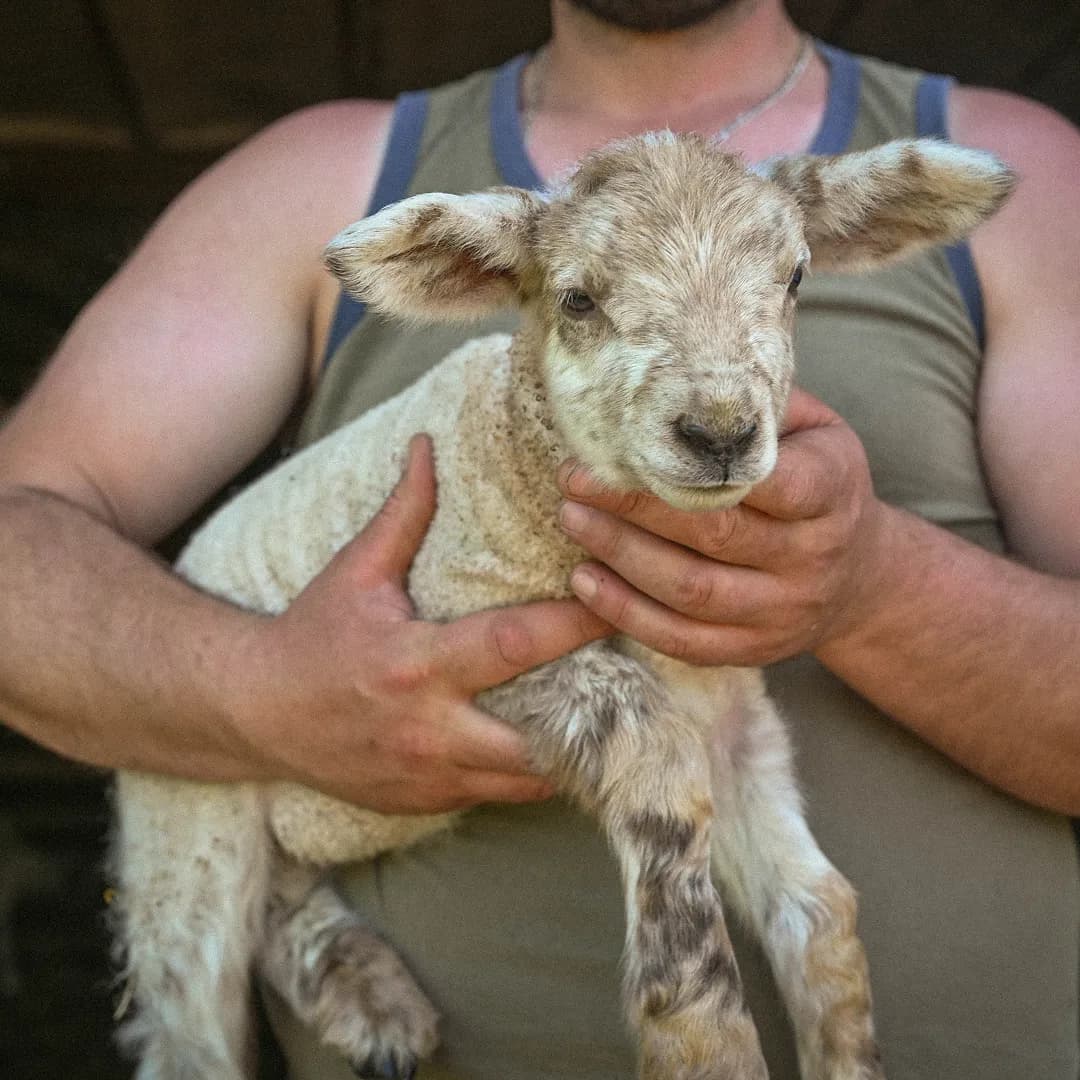32,8 ha en élevage de brebis Texel - Agneaux labellisés - Élevage en Auvergne-Rhône-Alpes | Hectarea - 7