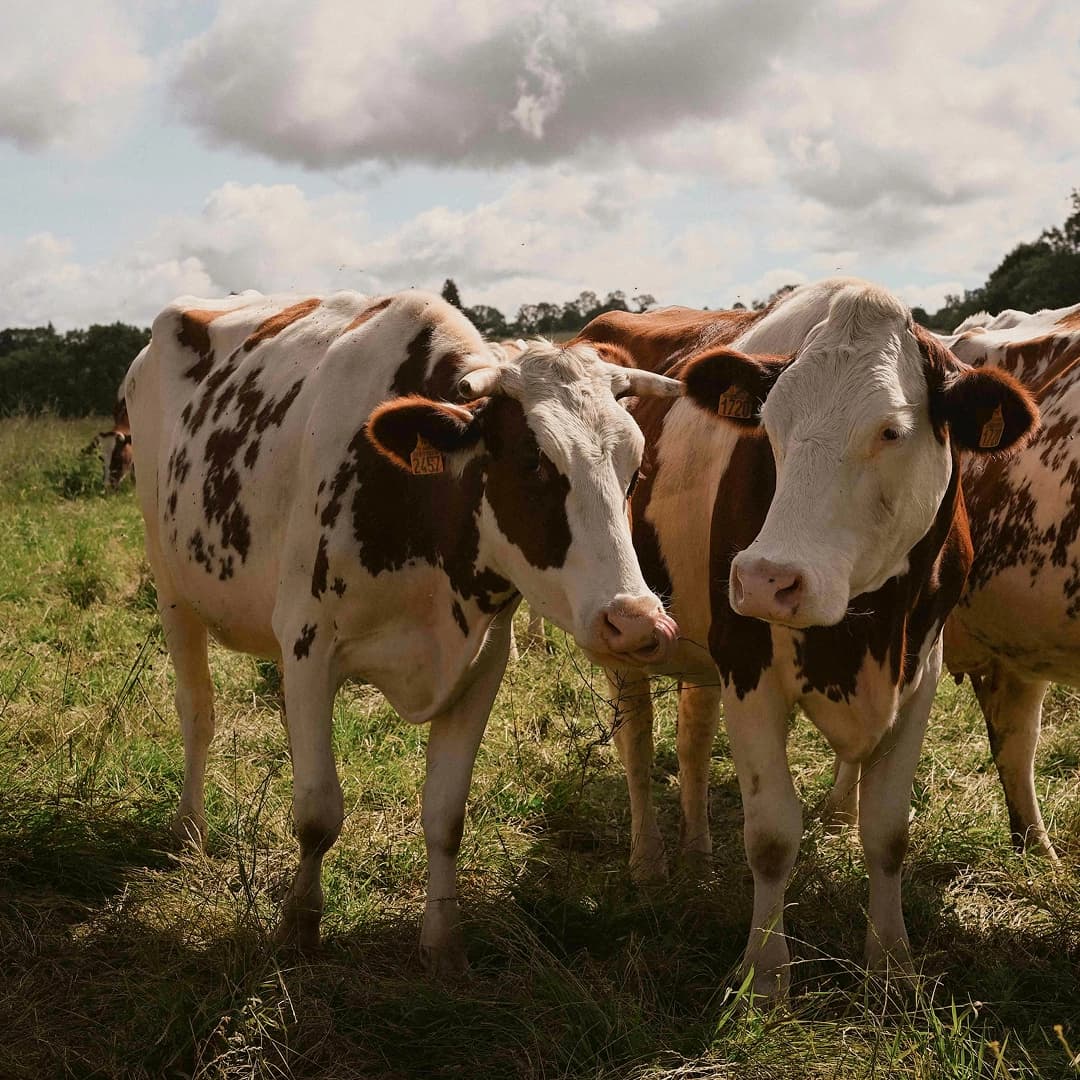 12,08 ha en élevage de vaches laitières - Cantal & Salers AOP - Élevage en Auvergne-Rhône-Alpes | Hectarea - 1