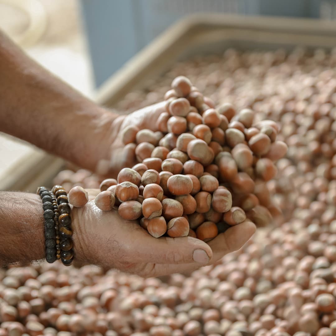 11,51 ha en arboriculture - Noisettes et Amandes Bio - Arboriculture en Nouvelle-Aquitaine | Hectarea - 1