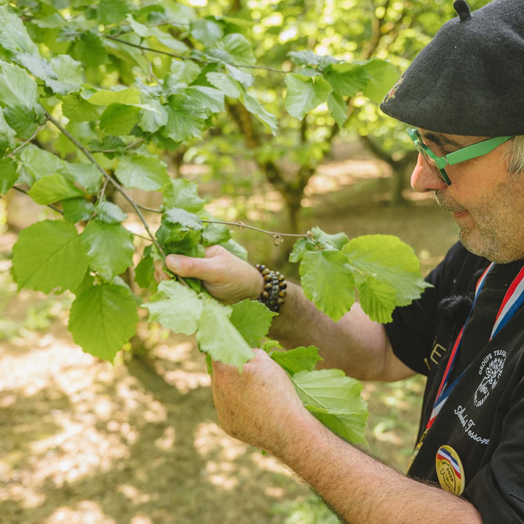 11,51 ha en arboriculture - Noisettes et Amandes Bio - Arboriculture en Nouvelle-Aquitaine | Hectarea - 2