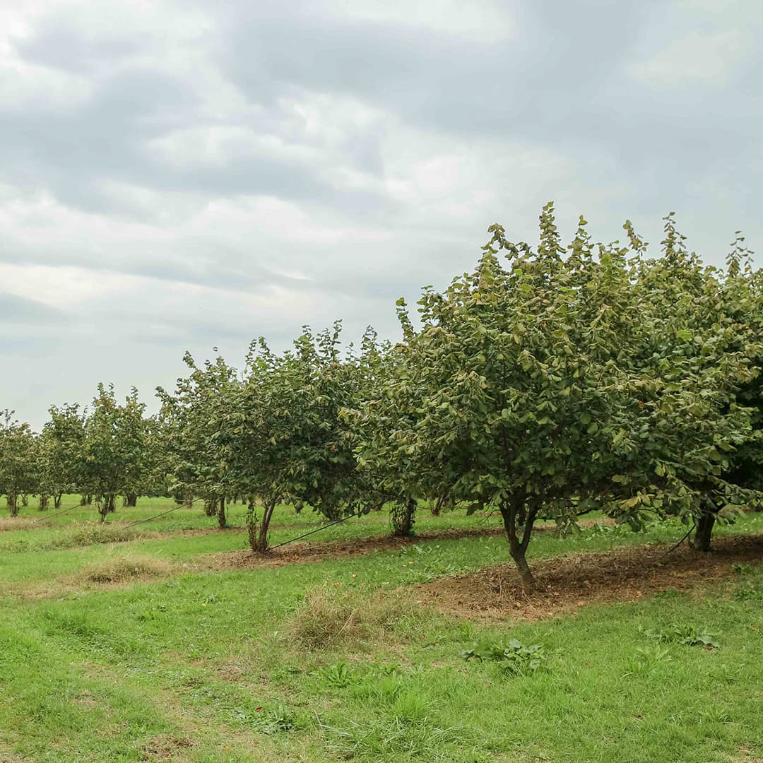 11,51 ha en arboriculture - Noisettes et Amandes Bio - Arboriculture en Nouvelle-Aquitaine | Hectarea - 3
