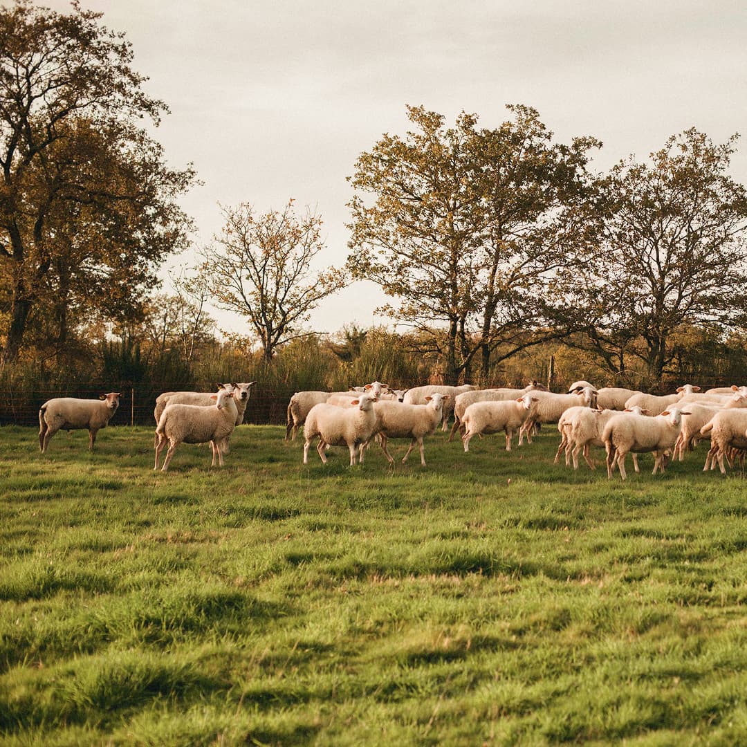35,6 ha en élevage de brebis laitières Bio - Élevage en Nouvelle-Aquitaine | Hectarea - 3